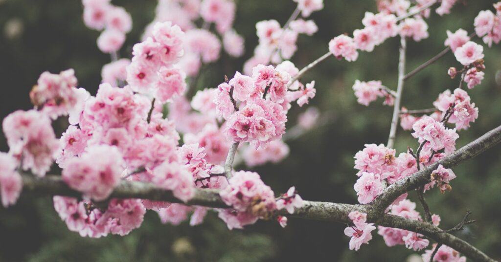 antonio ron 225145 unsplash 1 5c992f81c9be9