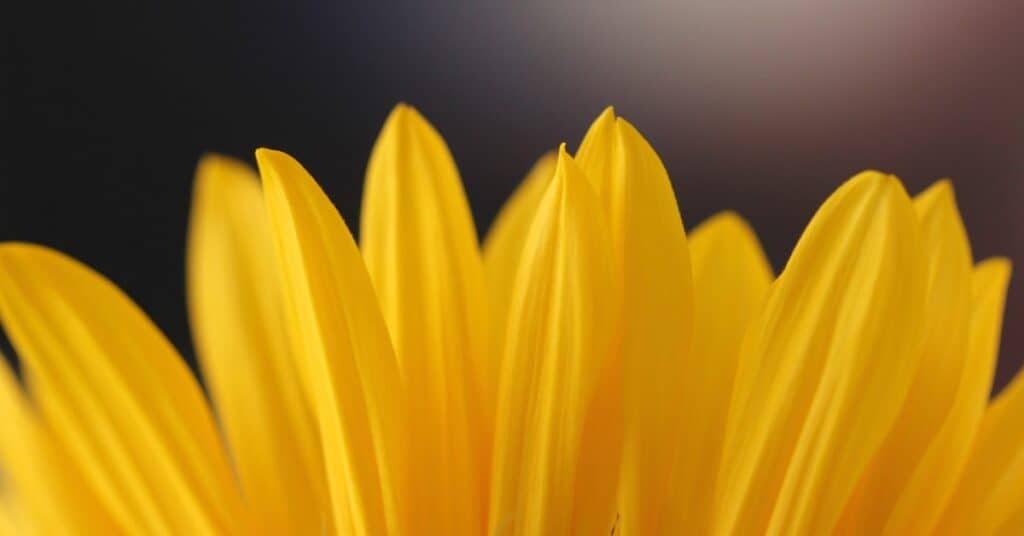 sandy millar 1476361 unsplash 1 5cc1dffe03d27