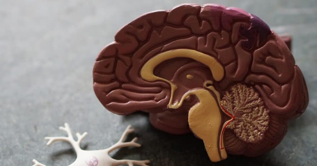 brain 1 5db9baf941841