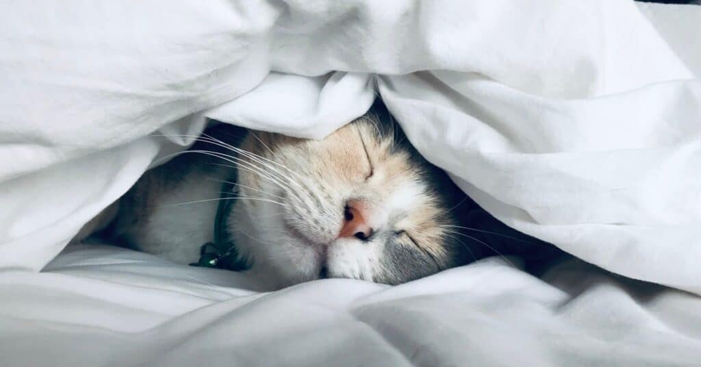 sleep 1 5e00e7696d4b6