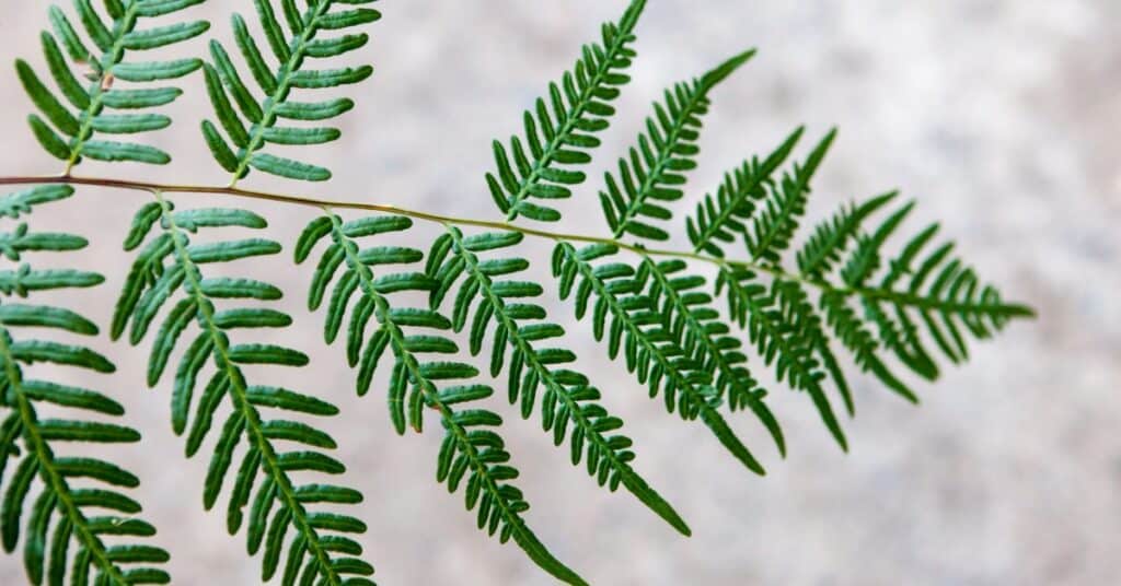 holger link CSyT2auC69w unsplash 1 5e83f187046fa