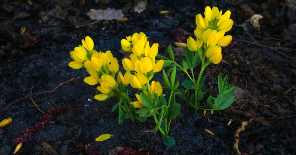 david wirzba 85fQjACNvMY unsplash 1 5ecee7252999f